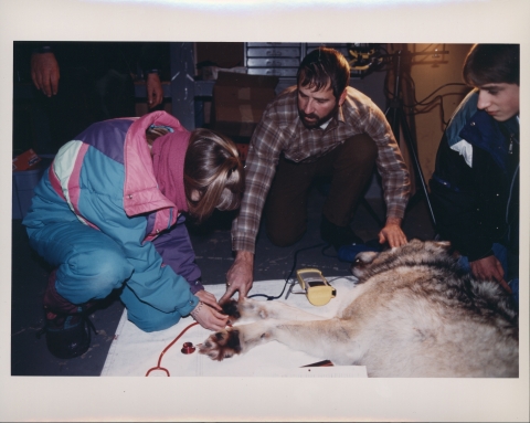 Three people (one female, two males), kneeling, appearing to be performing health checks on a tranquilized Gray Wolf. Two of the people are dressed in winter clothing. They appear to be indoors.