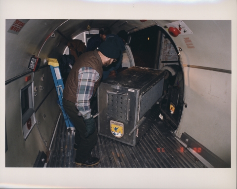 Three or four men in the process of moving a metal transportation carrier (containing a Gray Wolf) from the cargo hold of an aircraft; the photo is taken in the aircraft.