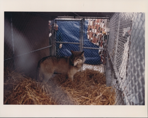 A Gray Wolf in a medium-sized cage, lined with hay or straw; the walls are covered with tarpaulins or cloths