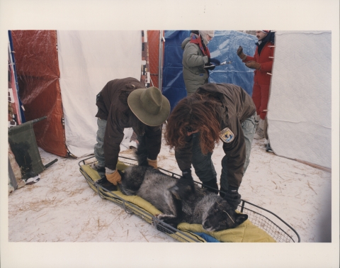Two people, dressed in heavy winter clothing, securing a sedated Gray Wolf to metal stretcher basket. The person on the right is wearing a brown jacket that features the patch of the U. S. Fish and Wildlife Service on the shoulder. They are in a tent-like structure, in a snowy environment; there is snow on the ground.