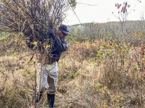 Man walking across a field carrying brush