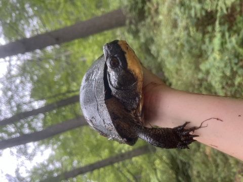 A close up shot of a dark blck turtle with a yellow underbelly and a lightly spotted shell is held in a young woman's hands. Trees and brush fill the background. 