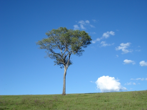 A lone ipê tree on a field with brght blue sky and some white clouds
