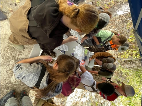 a group of students crowd a table with white tubs full of macroinvertebrates and detritus/decaying leaves