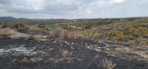 A mosaic burn pattern in a scrub habitat with black in the foregraound