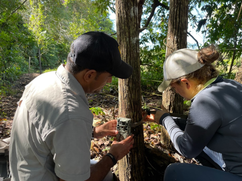 Two people crouch down to attach a motion-sensor camera to the base of a tree 