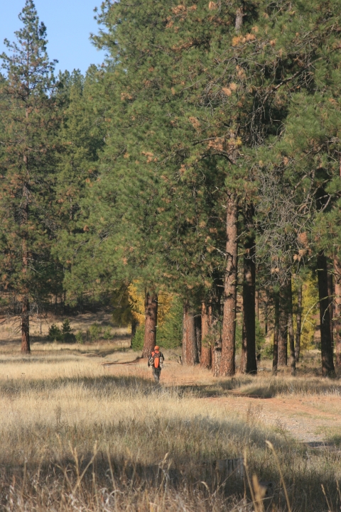 Hunter walking along the transition zone of pine forest and meadow.
