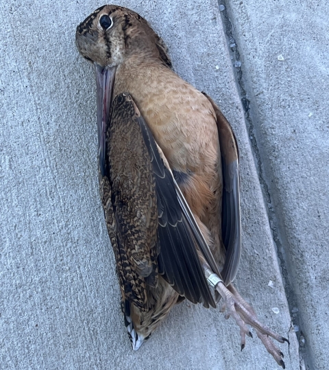 One bird too many | U.S. Fish & Wildlife Service