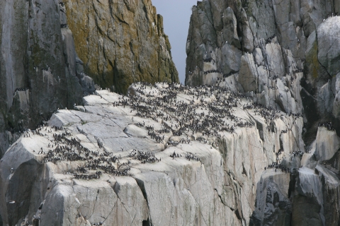 Large rock face with many common murres