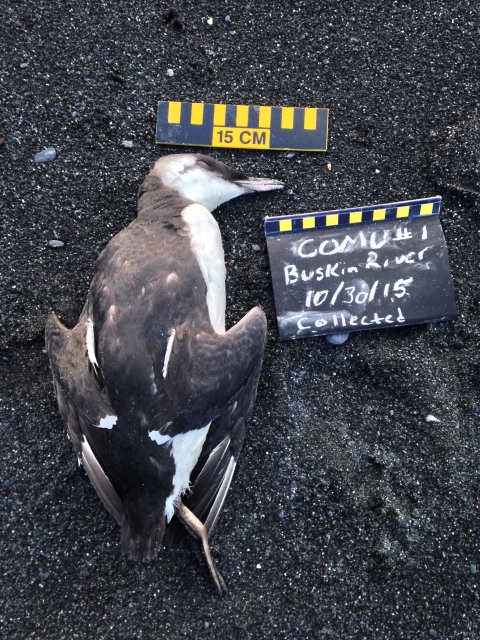 A dead common murre on a beach with a measuring stick and sign about location and date