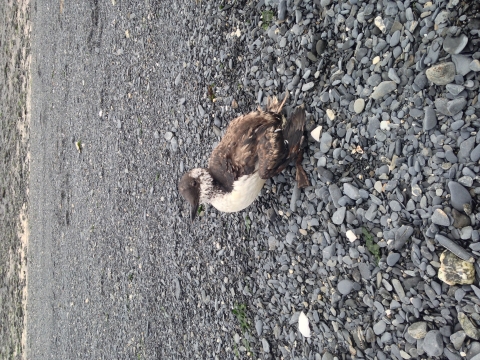 A weak common murre stands on a rocky beach