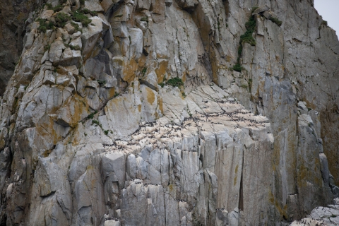 A large rock face with common murres scattered across