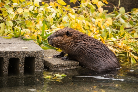 A beaver climbing out of the water onto some cement bricks with tree branches in the background