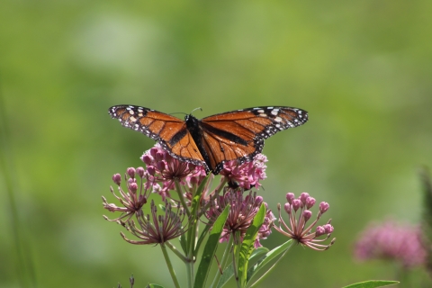 Monarch butterfly on a swamp milkweed plant