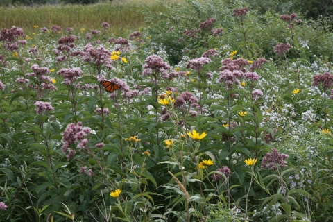 A prairie with many wildflowers and a monarch butterfly 