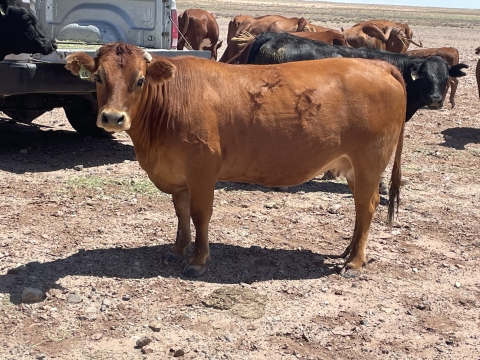 A cow stands in front of a truck, with other cattle behind it