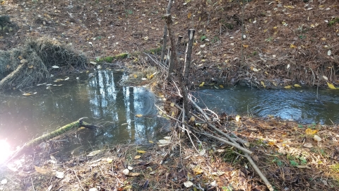 A small beaver dam constructed on a creek