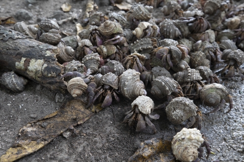 Group of purple hermits' crab