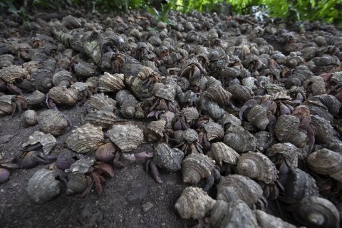 Close-up of purple hermit crabs