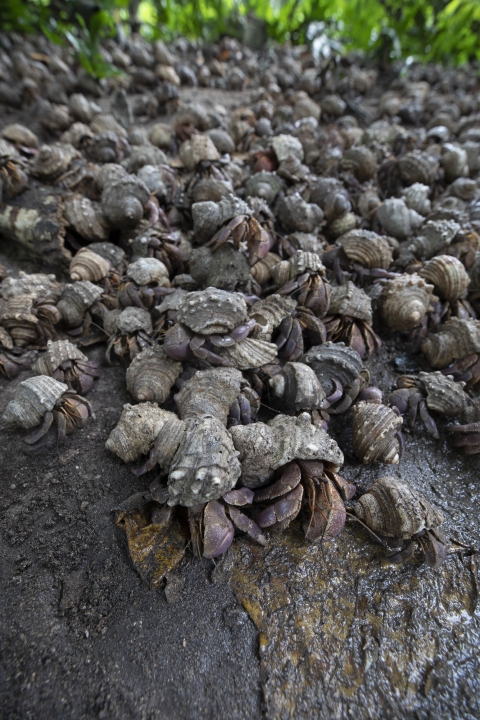 Huge gathering of purple hermit crabs