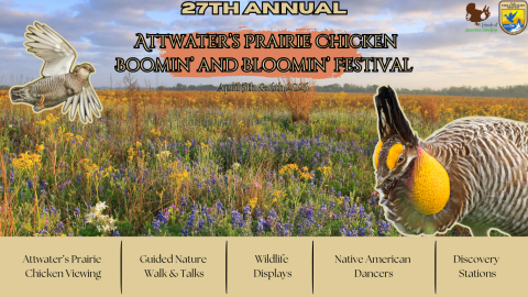 27th Annual Attwater's Prairie Chicken Boomin' and Bloom' Festival. April 5th & 6th. Attwater's Prairie Chicken Viewing, Guided Nature Walk & Talks, Wildlife Displays, Native American Dancers, Discovery Stations
