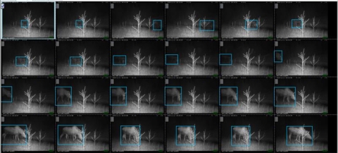 A series of 24 photos of the same area, but a moose is moving around. There is a blue box surrounding the moose in each picture frame, getting larger as the moose gets closer to the camera.