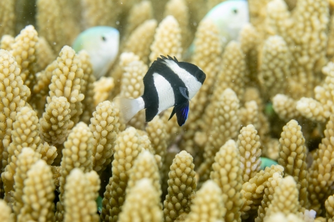 Several fish swimming among the coral
