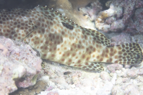 Fish resting on coral botton
