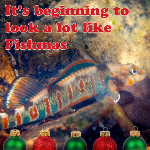 A decorative holiday card with a candy darter fish and text that says “It’s beginning to look a lot like Fishmas.”