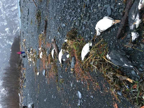 A beach with dead common murres washed ashore