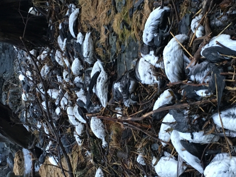 Several dead common murres on a beach