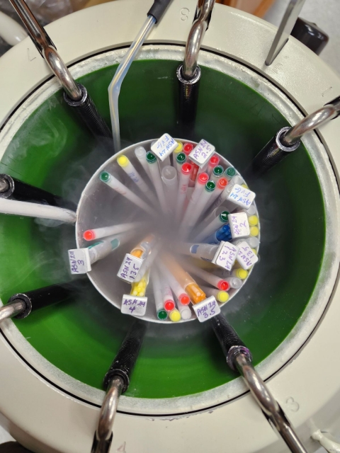 Canister full of cryogenic samples being pulled out of a liquid nitrogen filled dewar.