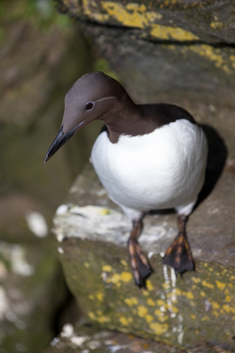 Closeup of a common murre on a ledge