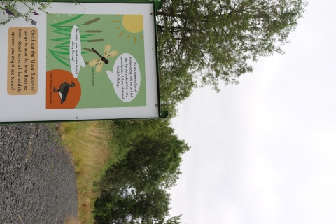 Story walk sign with image of the sun, a goose, a dragonfly, and cattails. Background shows a gravel path lined on both sides with tall grasses and a line of trees on the left side of the sign.