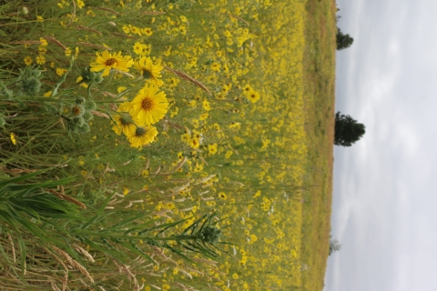 Field of yellow flowers with green stems and green leaves. Background shows an oak tree on a cloudy day