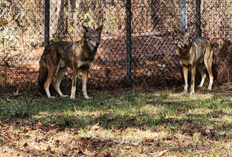 Two 3-year old Red Wolf male siblings stand in front of the chain link steel fencing at the Sewee Visitor and Environmental Education Center. ngered Red Wolf 