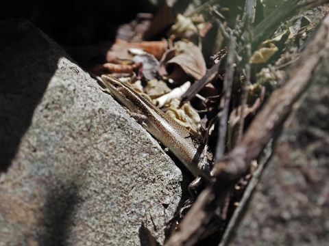 a brown skink on a rock