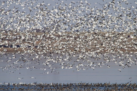 Snow Geese descending on Kirwin Reservoir