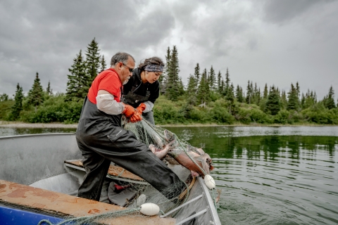 A man and a woman stand on a boat and haul salmon out of the water with a net