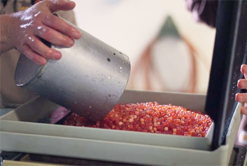 A hand is holding a large metal cylinder. The cylindar is tipped and pouring out orange salmon eggs into an incubation tray.