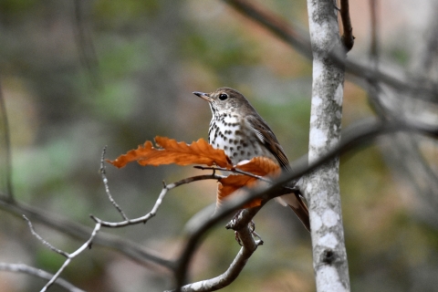 wood thrush sitting on a tree branch