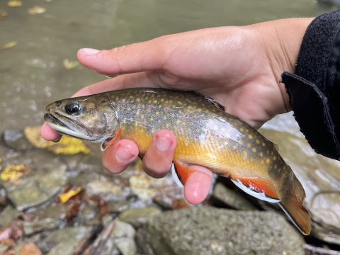 Image of hand holding brook trout next to stream