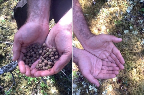 Collected hare pellets held in hands comparing between two separate plots