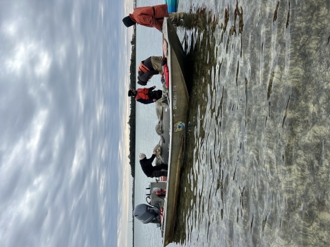 USFWS and USGS staff/volunteers are loading up a USFWS boat with cold stunned green sea turtles. 