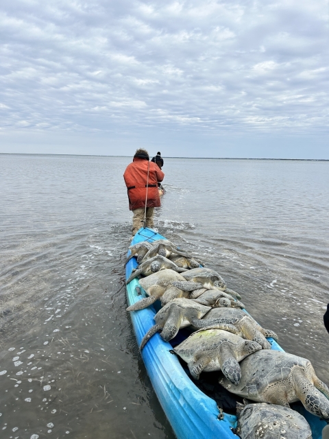 A volunteer caravaning multiple green sea turtles on a blue kayak