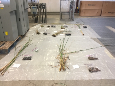 Samples of plants and soil laid out on a sheet