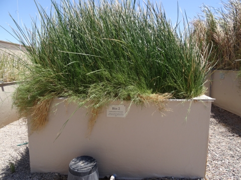 A bin containing tall grasses