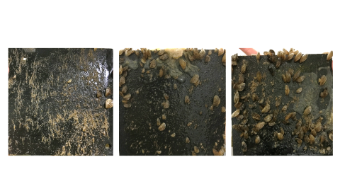 Three plates side-by-side with increasing number of mussels starting from left to right