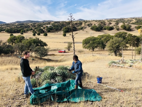 Two staff members collecting seeds in a field