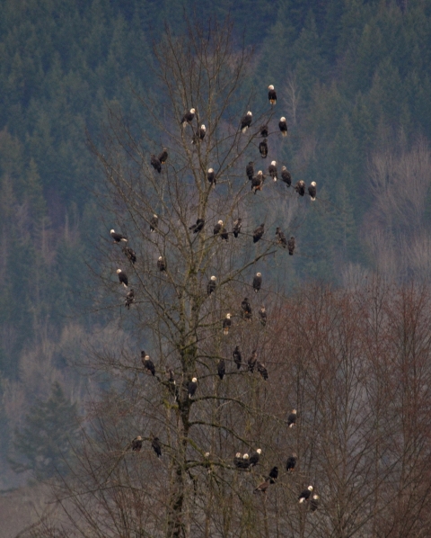55 bald eagles perched in a tree